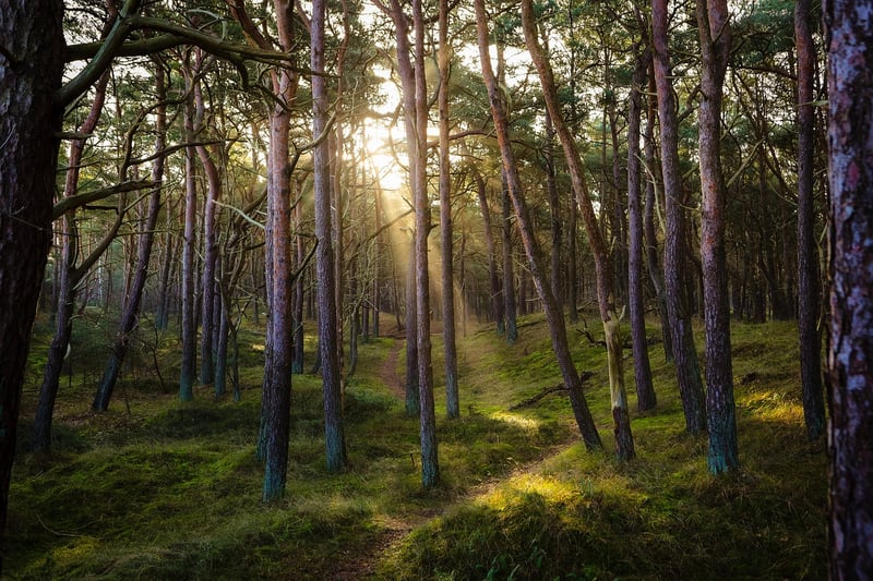 Into the Woods